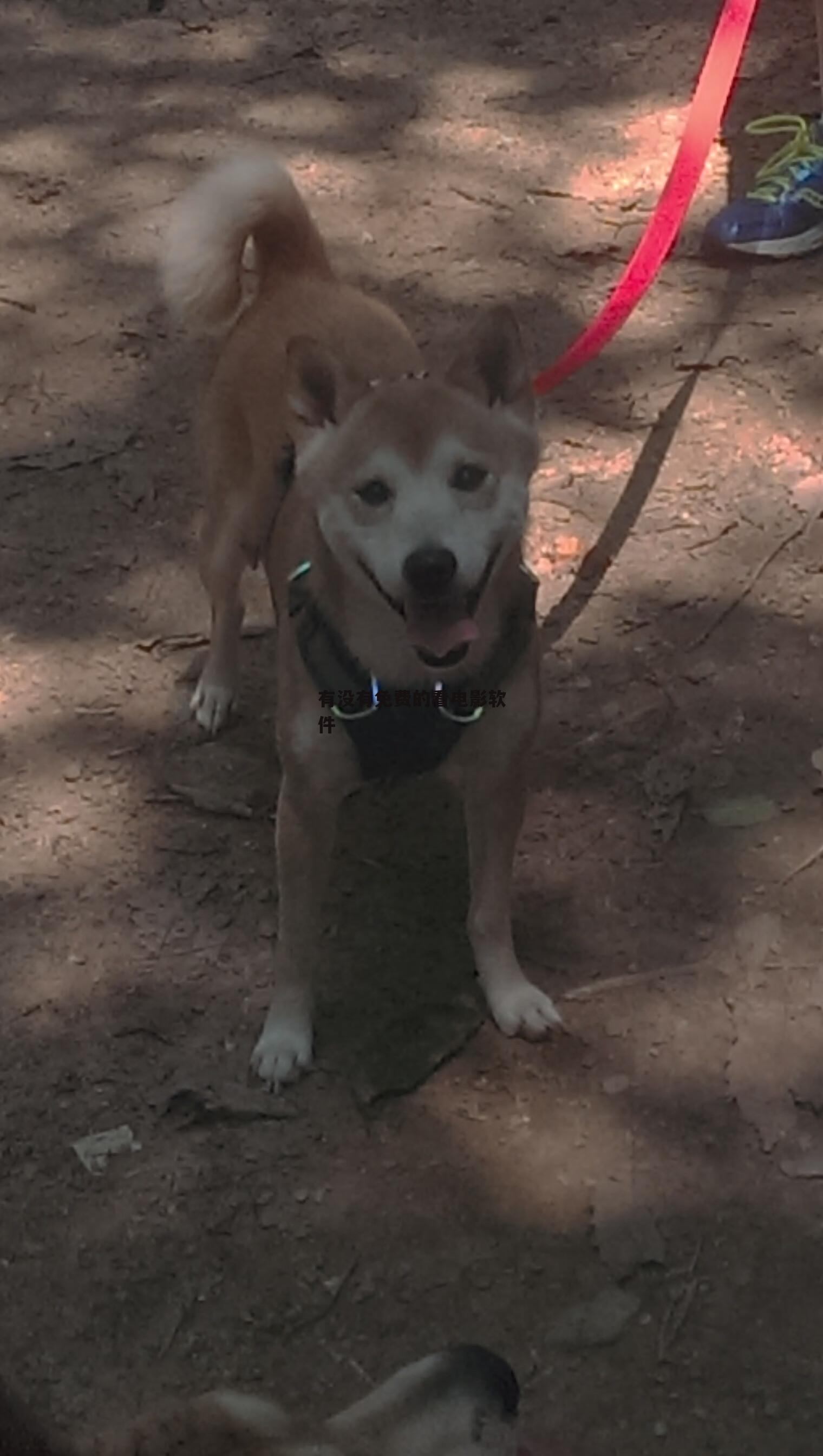 有没有免费的看电影软件